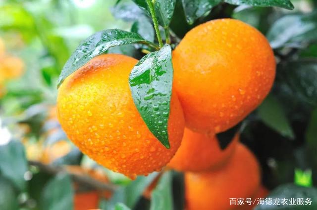 沃柑生长周期,沃柑生理落果到几月