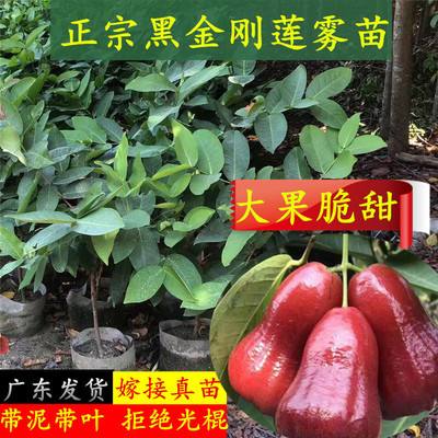 南方可以种植的水果,南方适合盆栽哪种水果