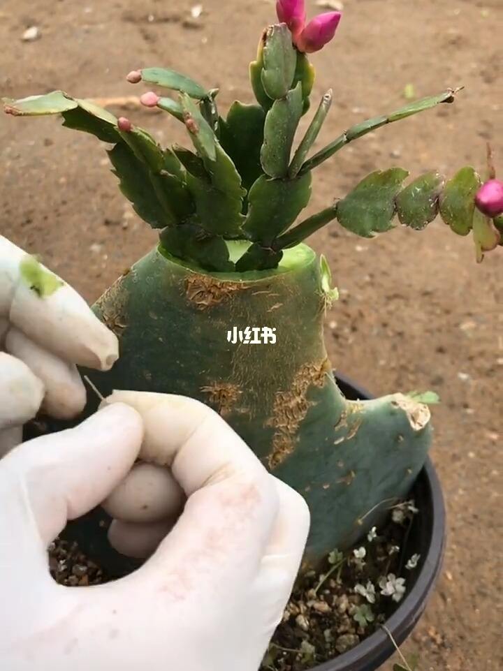 火龙果多肉,买的火龙果苗直接种吗
