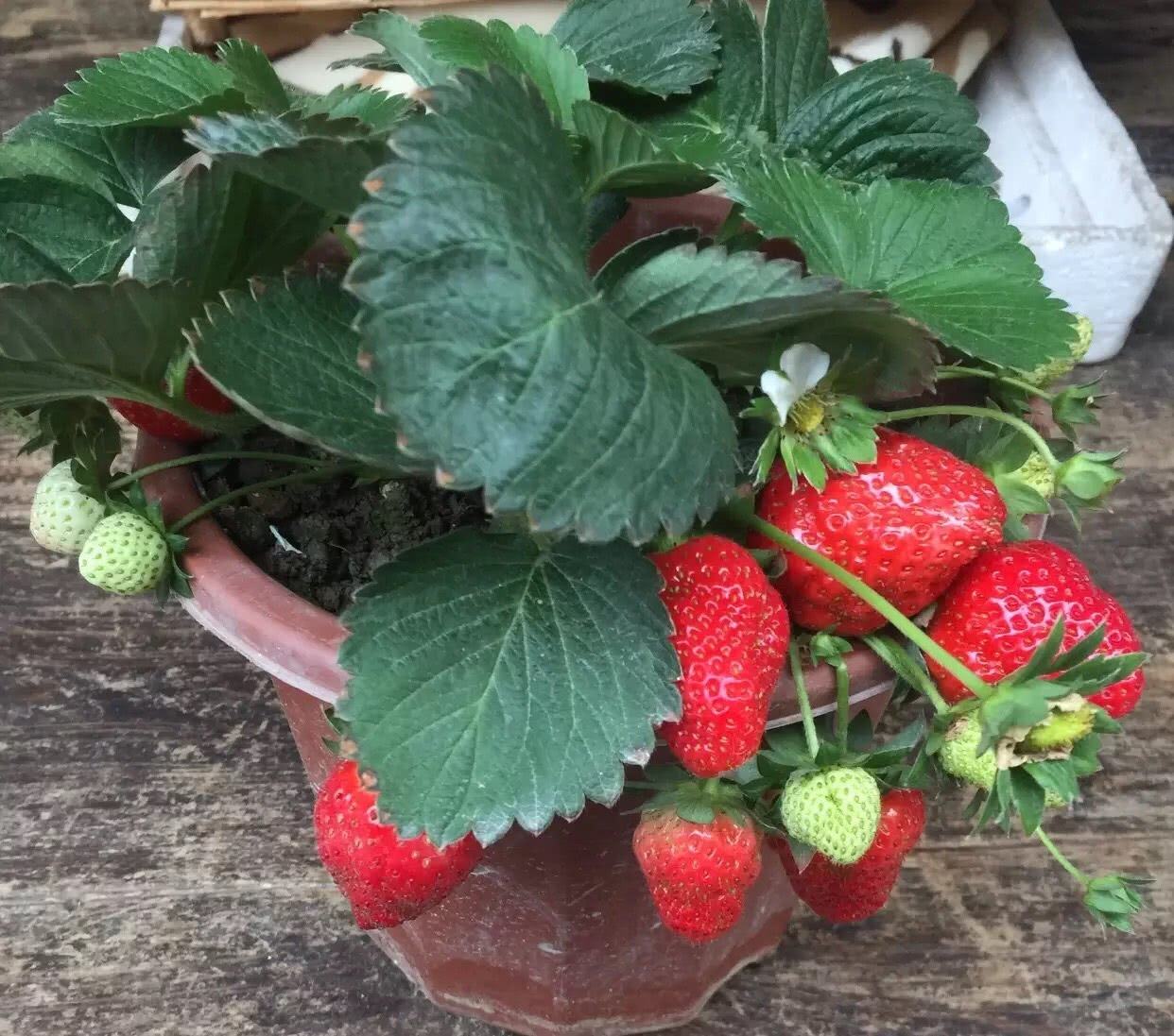适合春季种植的室内水果,春天可以种什么蔬菜和水果