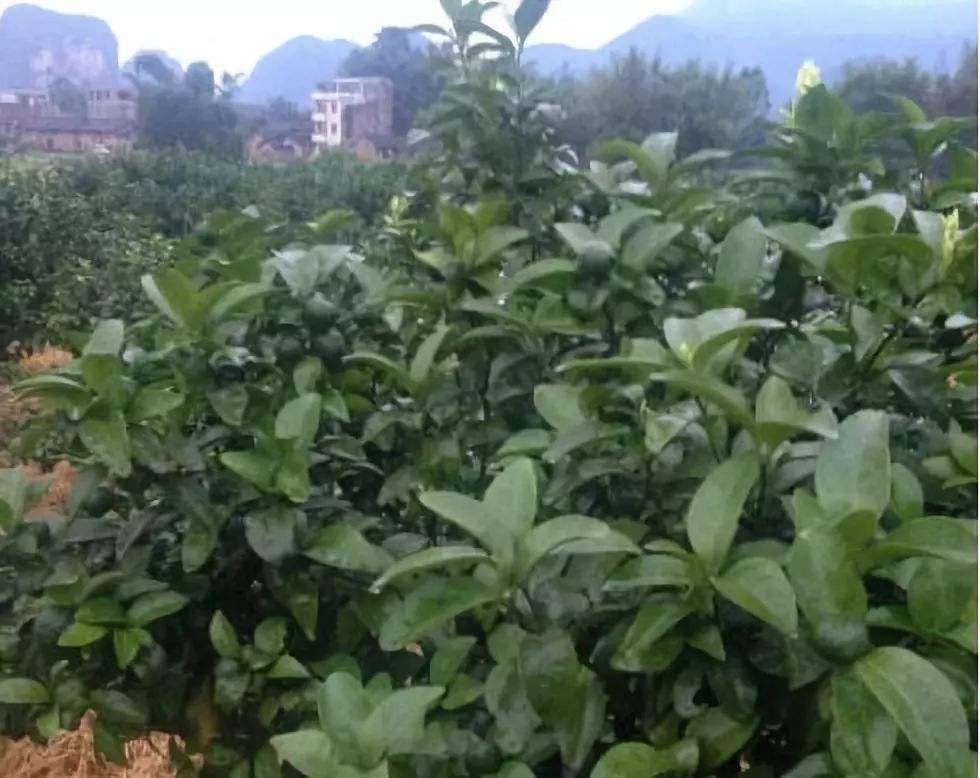 沃柑秋梢弯,沃柑如何修剪放秋肖