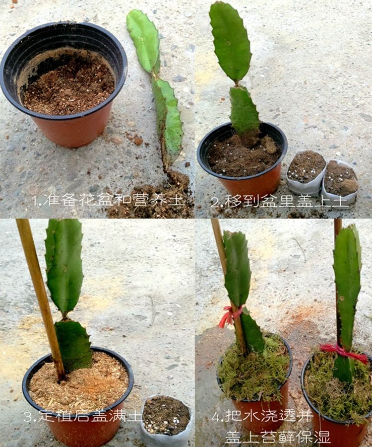 火龙果的盆栽,怎样种火龙果苗