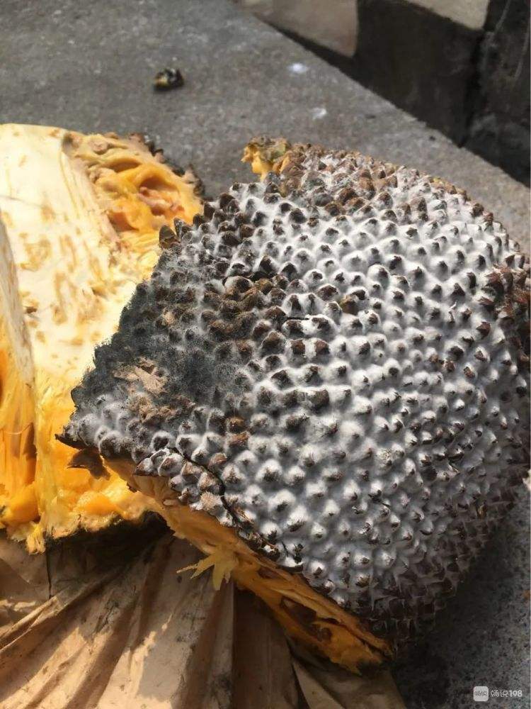 菠萝发霉了,菠萝根部发霉还能吃吗