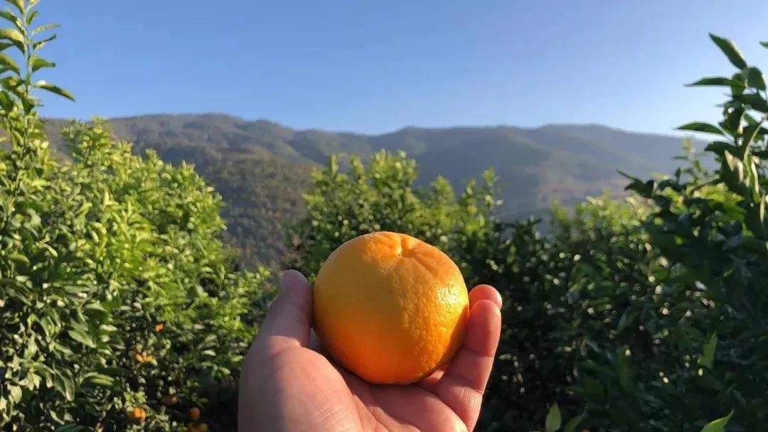 沃柑底有圆圈,手机黑底圆圈数字