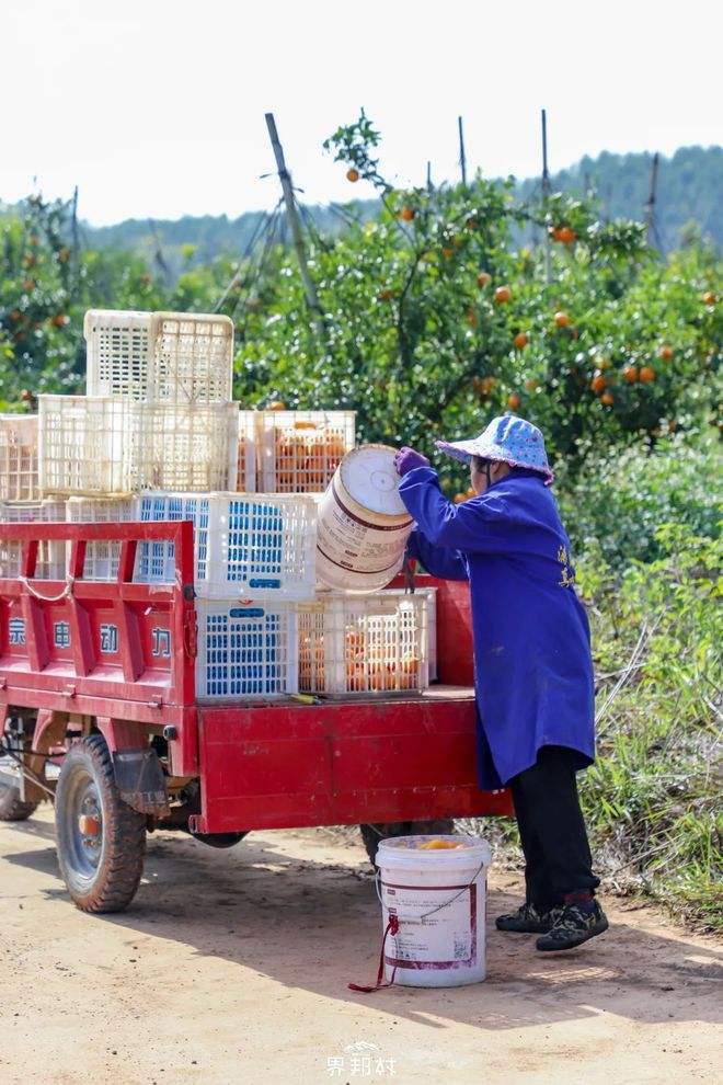 沃柑跟牛奶,沃柑可以和牛奶同吃吗