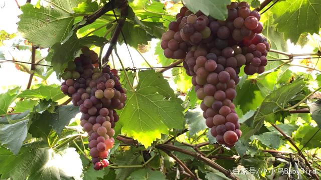 水果种植怎么样,车厘子适合什么地方种植