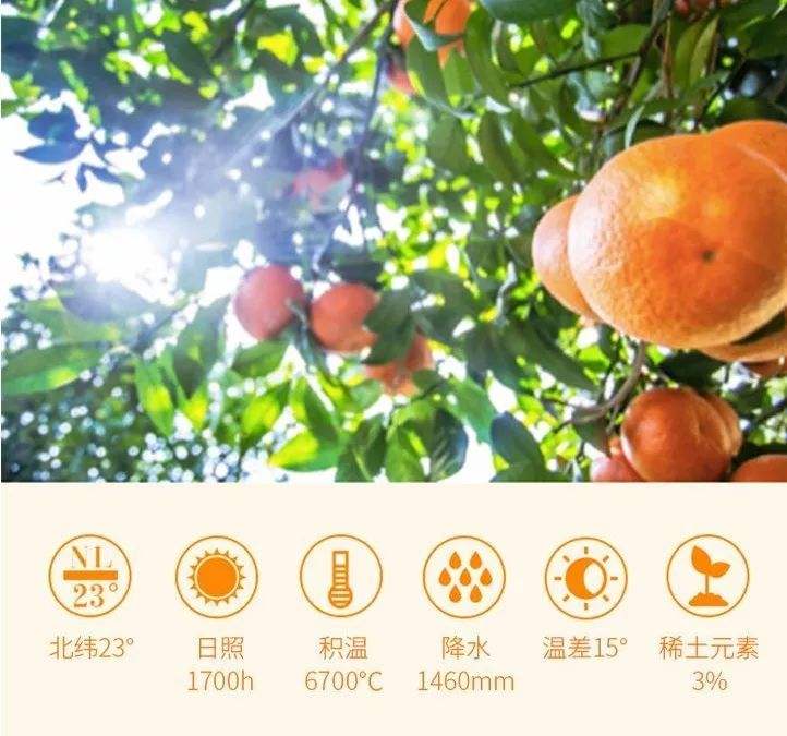 婴儿沃柑,沃柑小宝宝可以吃吗