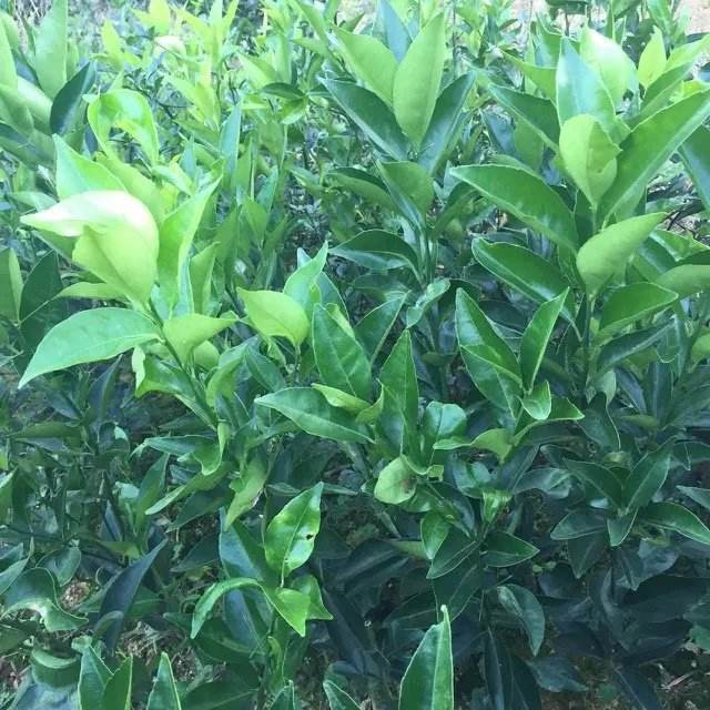 沃柑小树苗,明日之后小树苗在哪买