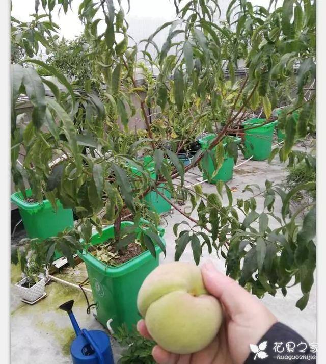 适合室内种植水果,适合室内种植的名贵药材