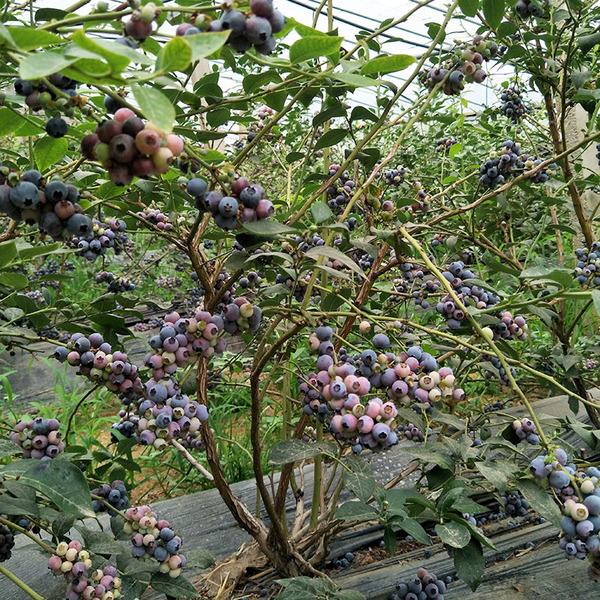 适合室内种植水果,适合室内种植的名贵药材