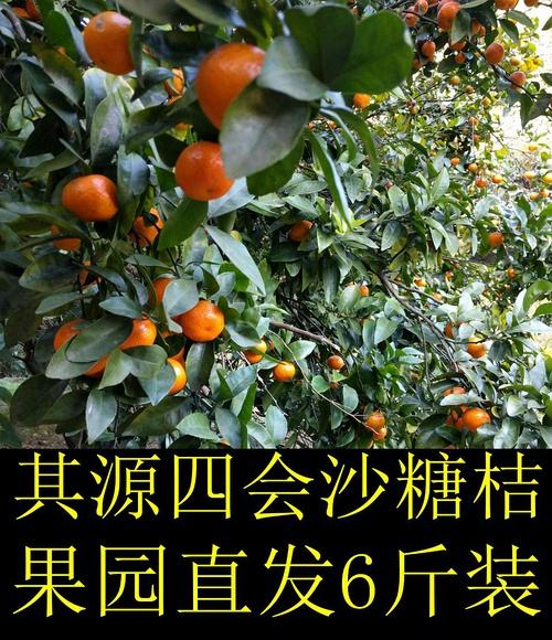 砂糖橘成本,沙糖桔一亩一年的成本
