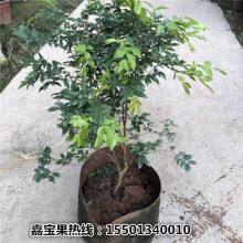 别墅种植水果的利弊,北方庭院种什么果树好