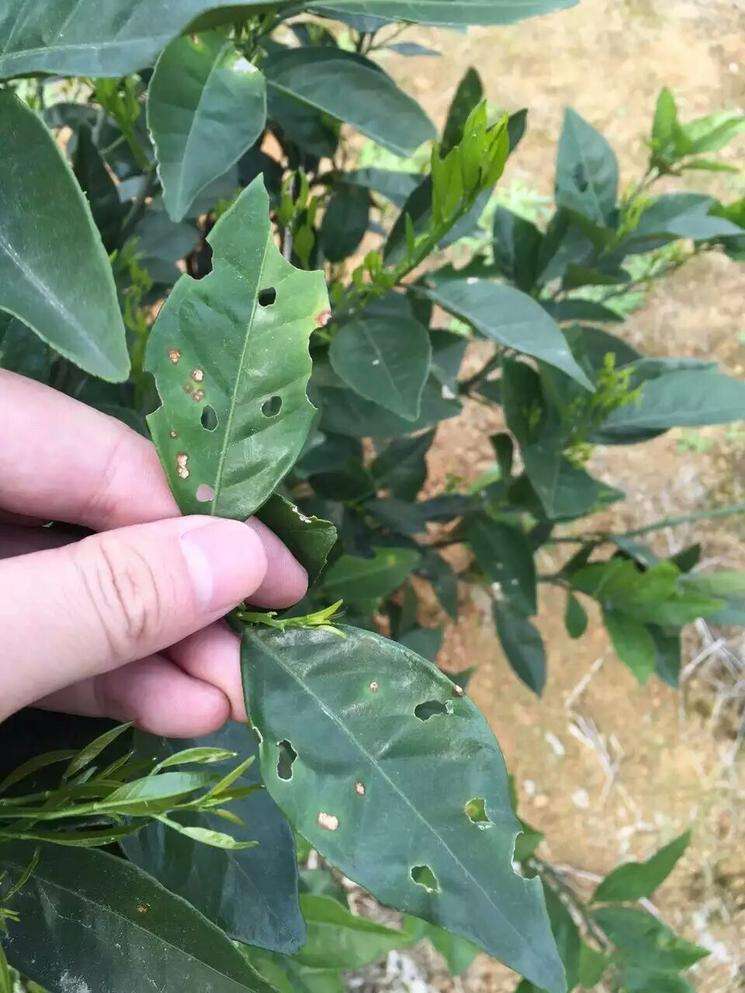 沃柑怎么扭枝,沃柑修剪技术视频教程