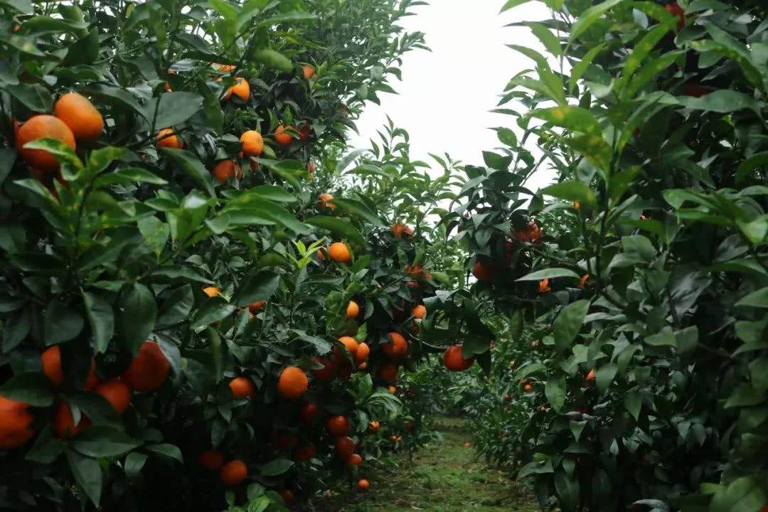沃柑怎么扭枝,沃柑修剪技术视频教程