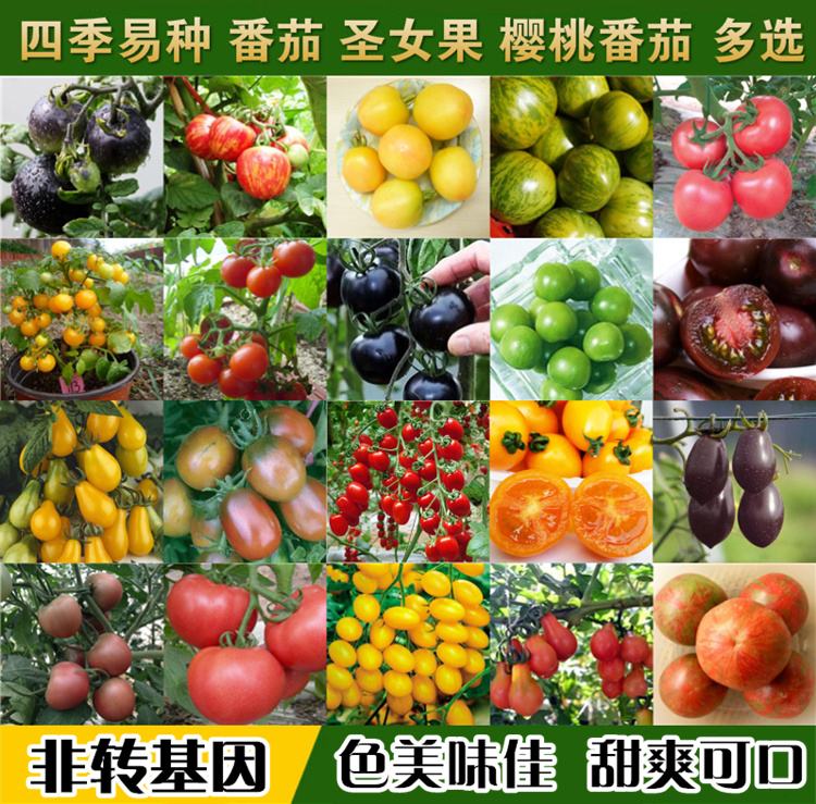 小型水果有哪些种类,小型果树的种类有哪些