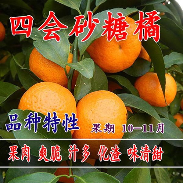 砂糖橘历史价,2019年沙糖橘行情走势