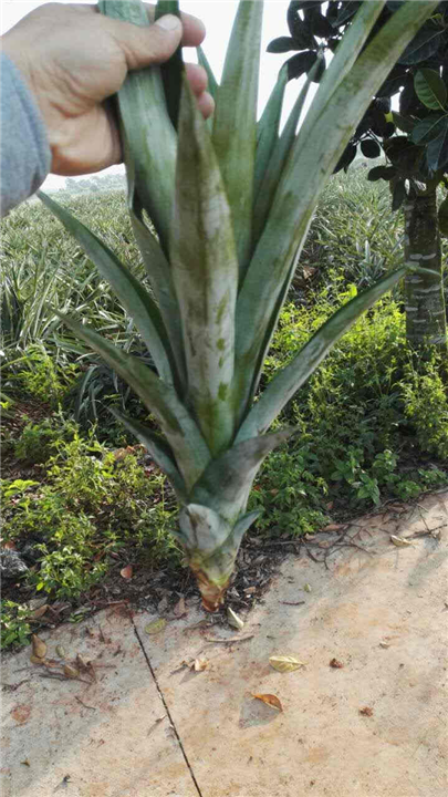菠萝怎么种植方法,菠萝头能不能种出菠萝