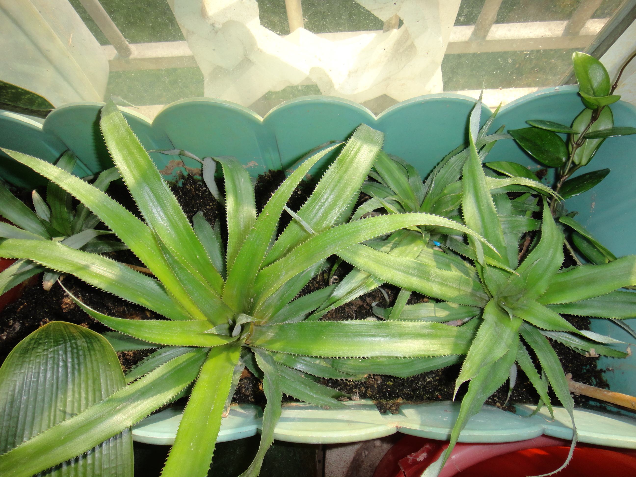 菠萝怎么种植方法,菠萝头能不能种出菠萝