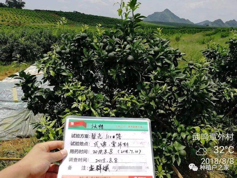 沃柑平均温度,皇帝柑种植适合温度