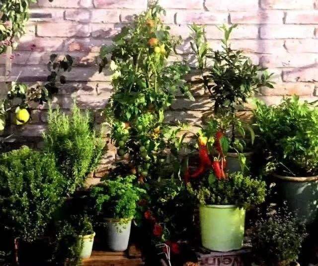 水果盆景栽种植方法,家庭水果盆栽种植方法