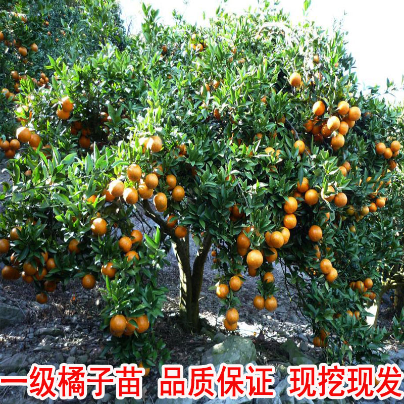 砂糖橘种植时间,沙糖桔几月份种植好