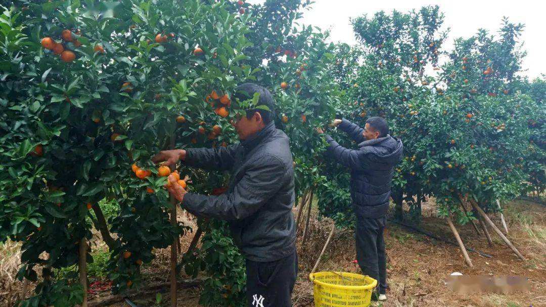 砂糖橘种植时间,沙糖桔几月份种植好