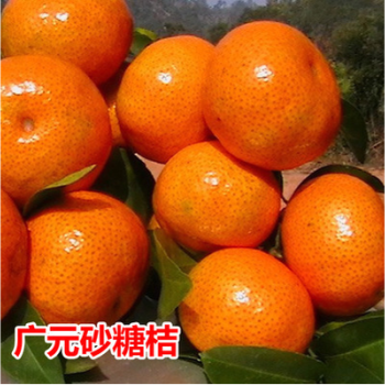 包含潮汕砂糖橘的词条