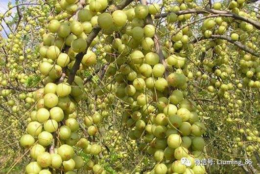南方的水果,南方时令水果一览表