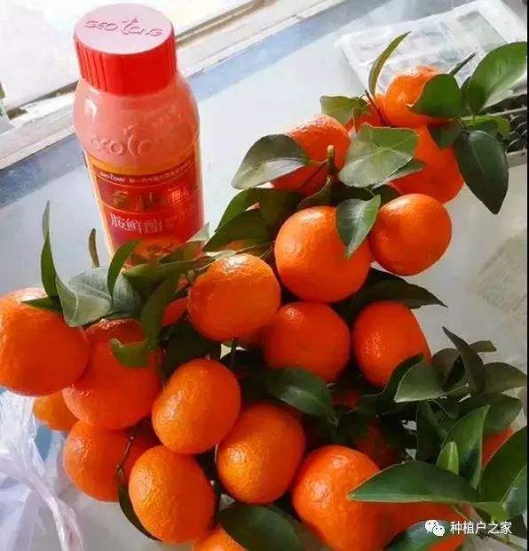 砂糖橘染色吗,染色的沙糖桔有害吗