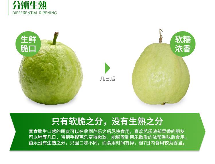 芭乐水果有什么好处,白心芭乐的功效与作用