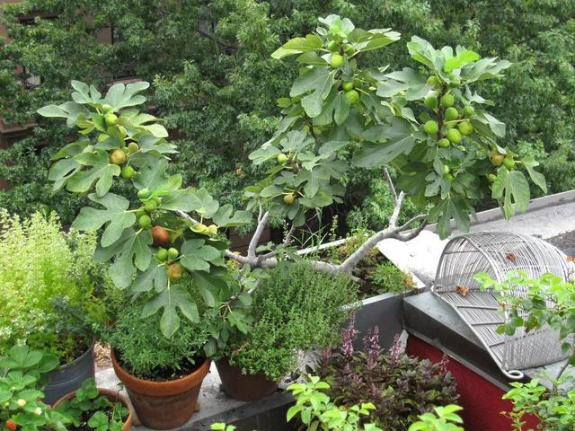 室内适合种植水果,室内适合种什么水果
