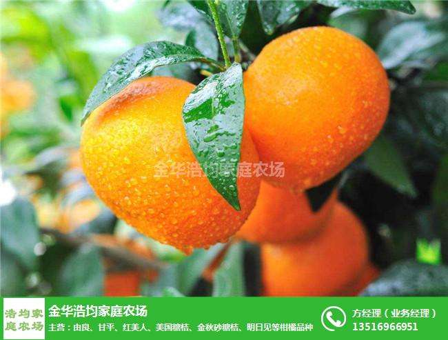 花皮无籽沃柑,091无核沃柑的栽培技术