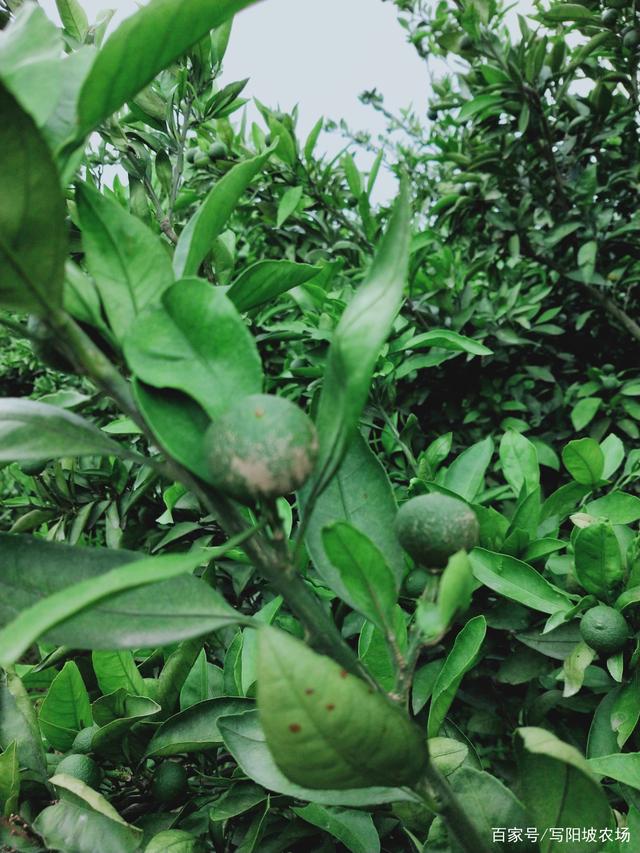 沃柑怎样除刺,沃柑的刺如何解决