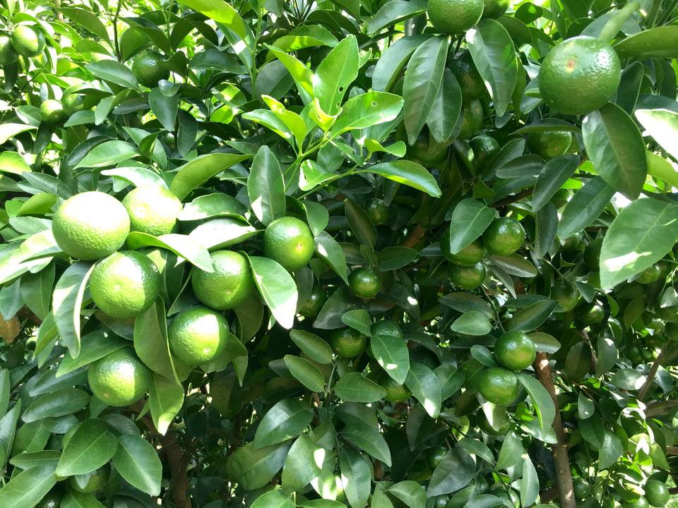 砂糖橘惹痰,咳嗽能吃小蜜橘吗
