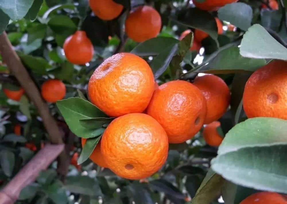 砂糖橘惹痰,咳嗽能吃小蜜橘吗