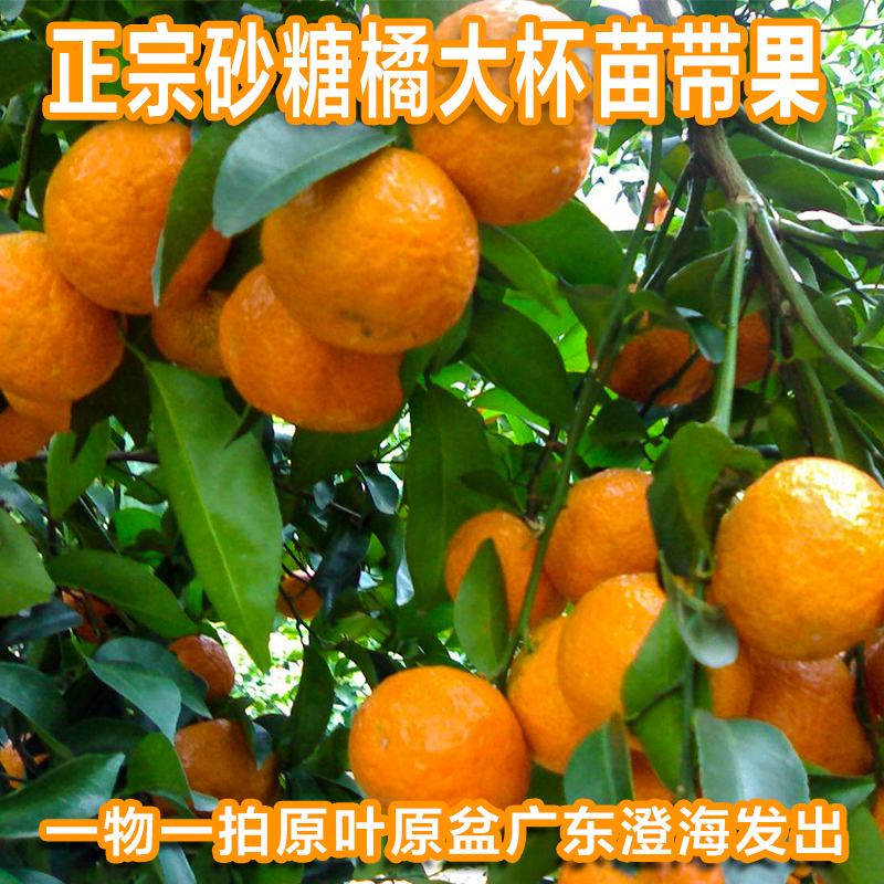 砂糖橘刨果,沙糖桔选果台