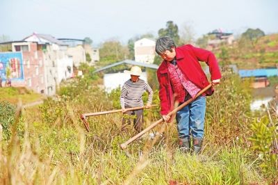 沃柑摘后施肥,沃柑一年施肥几次