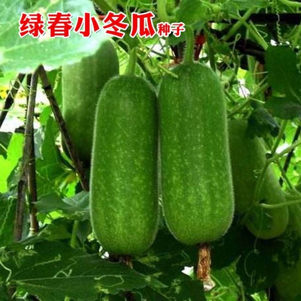 水果冬瓜种植技术,冬瓜种植方法和时间