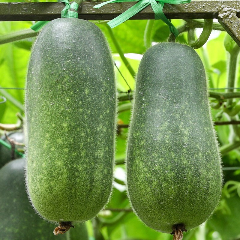 水果冬瓜种植技术,冬瓜种植方法和时间