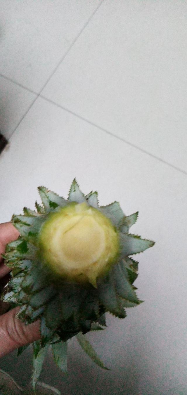 包含菠萝自己种的词条