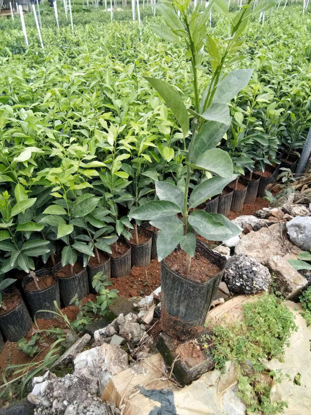 沃柑当肥料,沃柑幼树用什么肥料