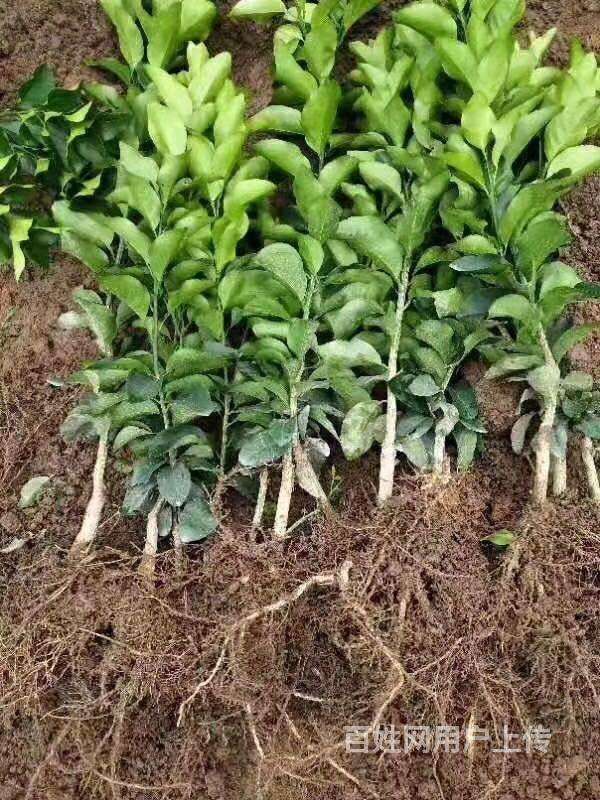 种沃柑盆栽,沃柑高产栽培技术