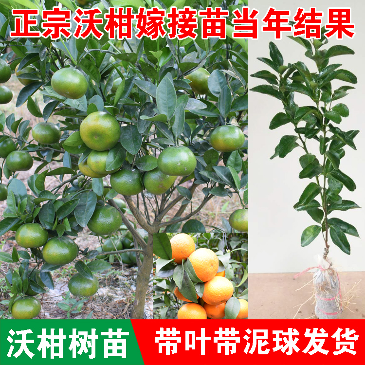 种沃柑盆栽,沃柑高产栽培技术