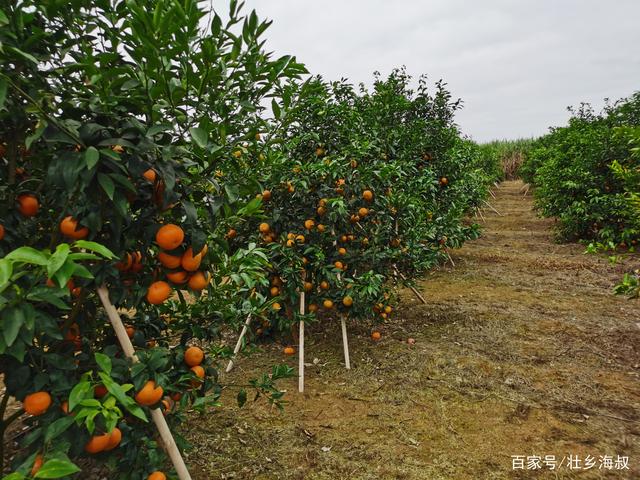 沃柑哪一年,沃柑树能长多高