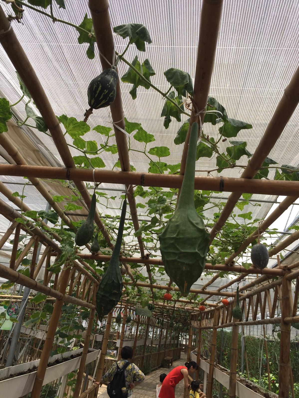专业农场种植水果,100种水果种子小盆栽