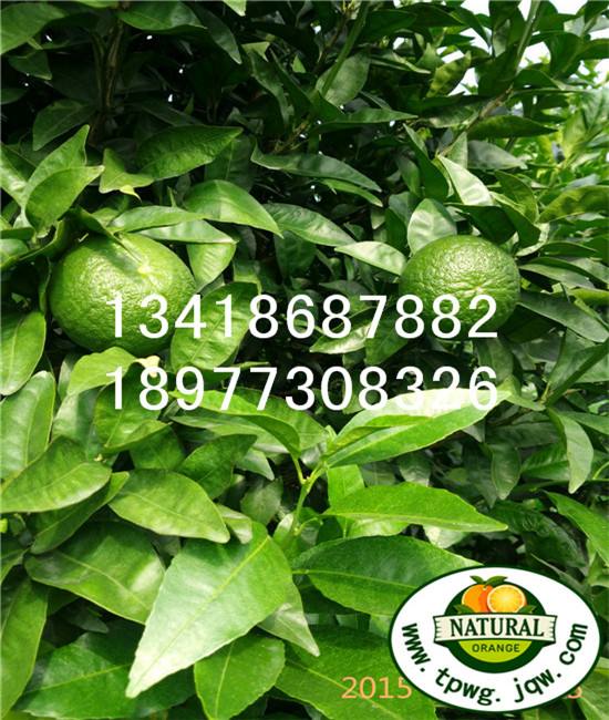 沃柑种植成本,沃柑每亩种植成本
