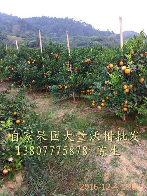 沃柑种植成本,沃柑每亩种植成本