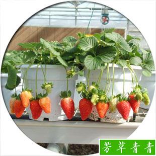 包含盆栽种植水果用什么土的词条