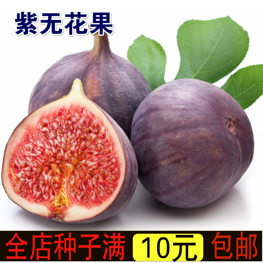 关于一种类似无花果的水果的信息