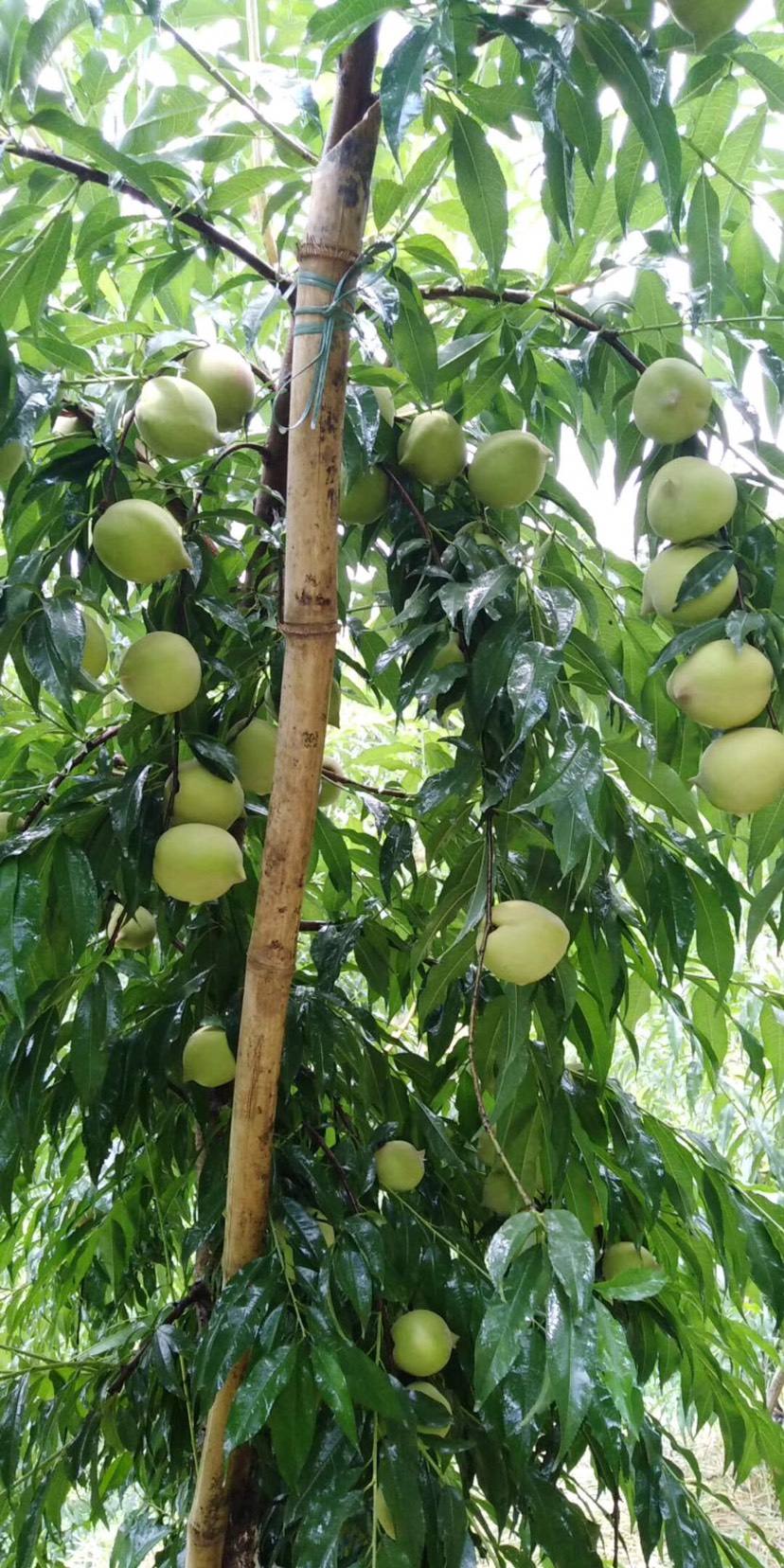 果园可以种植什么水果,果园里面有什么水果名称